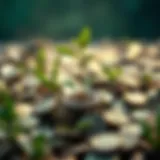 Symbol of financial independence represented by a growing plant among coins